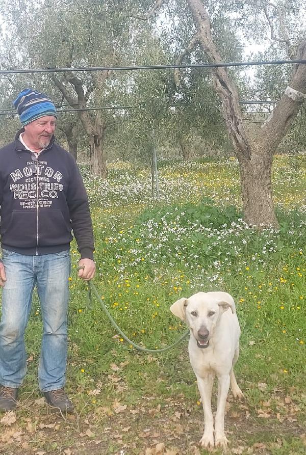 Lemon Cerca Famiglia. Info adozione Monica 3890238584 Foto 7